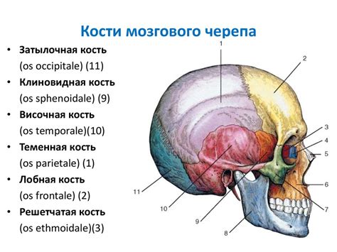 черепя|Анатомия и строение черепа человека: топографические。